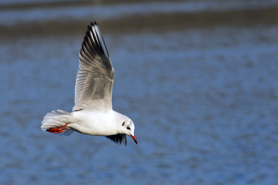 mouette rieuse oui, mais...